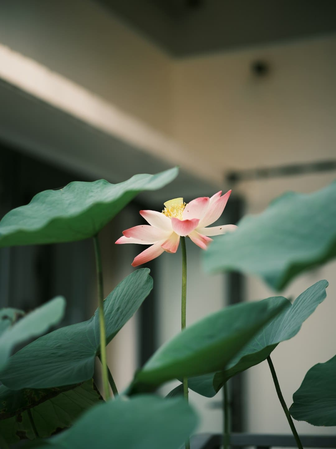 抖音携手电影频道，见证金鸡奖高光时间
